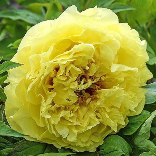 Пион Yellow Crown 1 шт. – купить в питомнике по цене 3 008 ₽ с ...