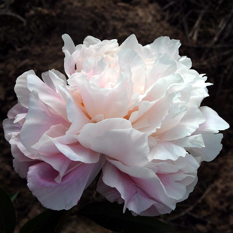 Пион Madame Edouard Doriat 1 шт.
