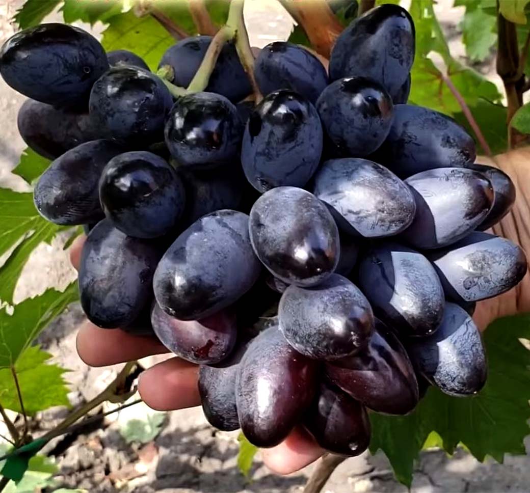 Сорт винограда богатырь