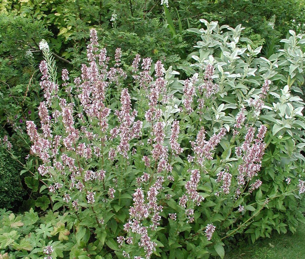 Непета Florina 1 шт.