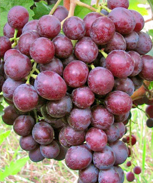 Сорт винограда мускат новошахтинский фото и описание