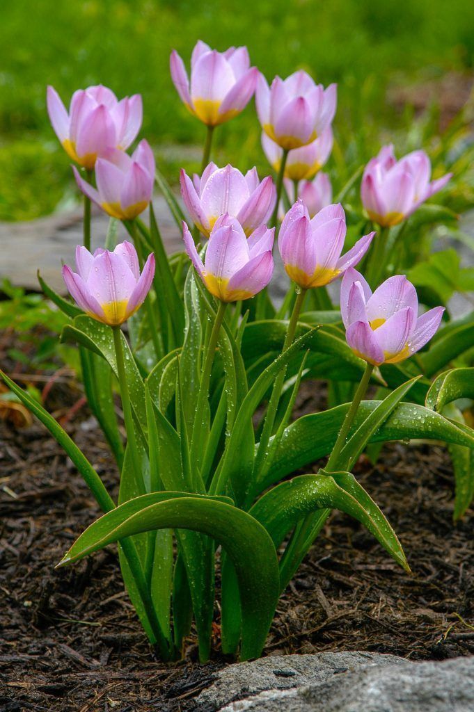 Тюльпан bakeri lilac wonder фото и описание
