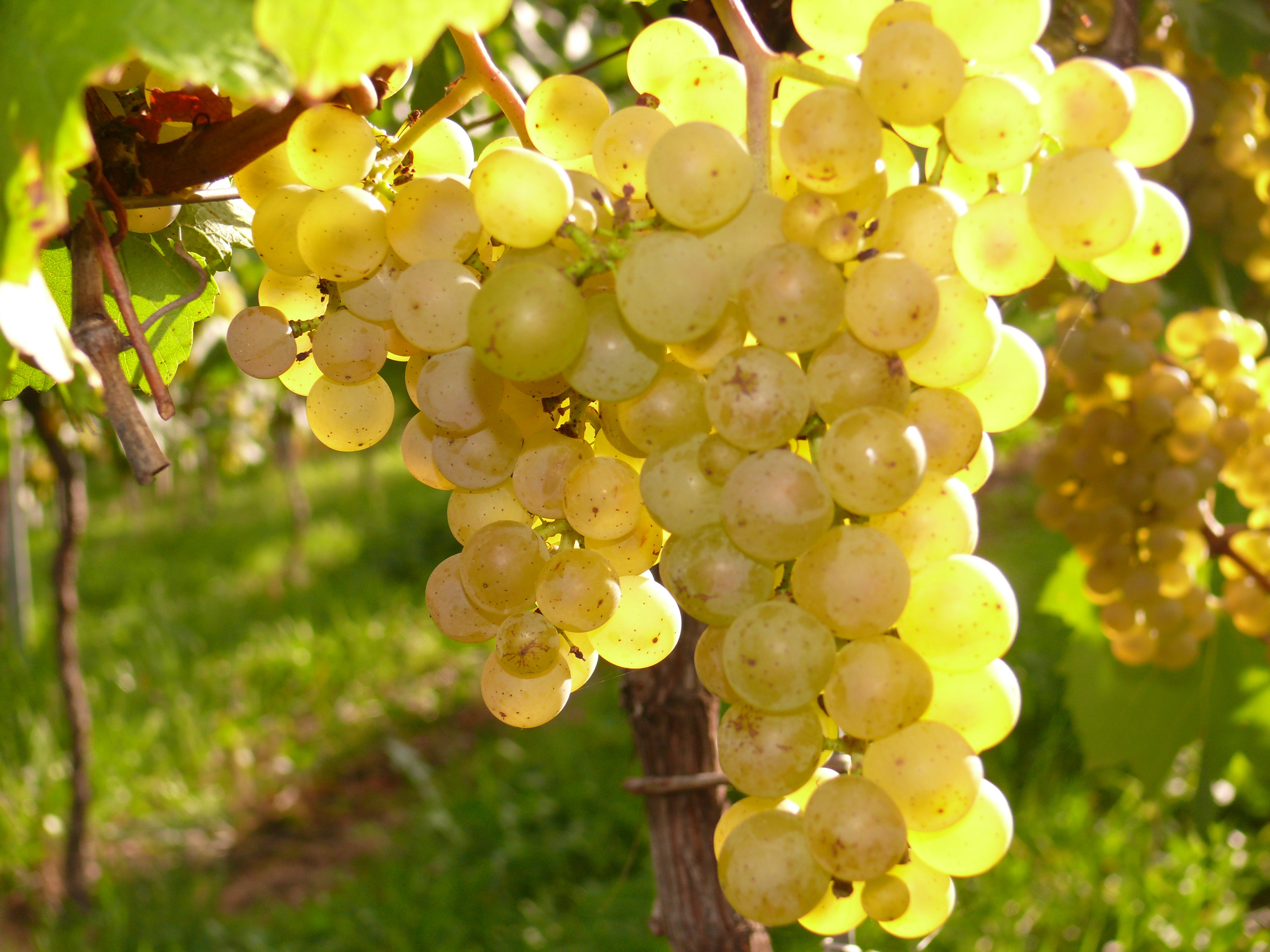 Триумф Эльзаса виноград
