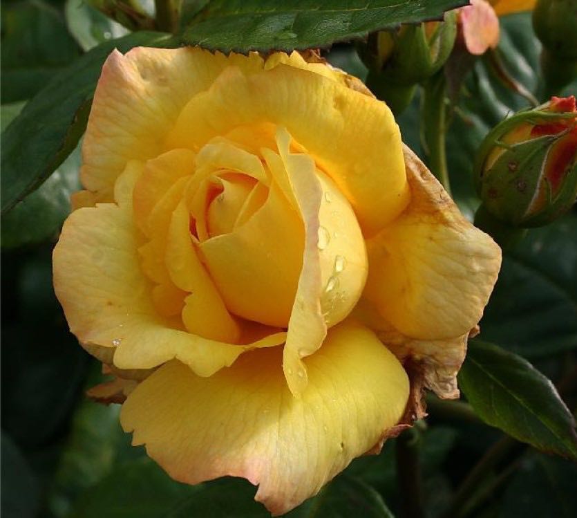 Роза парковая чайнатаун фото и описание