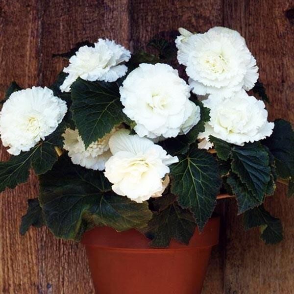 Бегония Раффлд Белая 1 шт. – купить в питомнике по цене 670 ₽ с ...