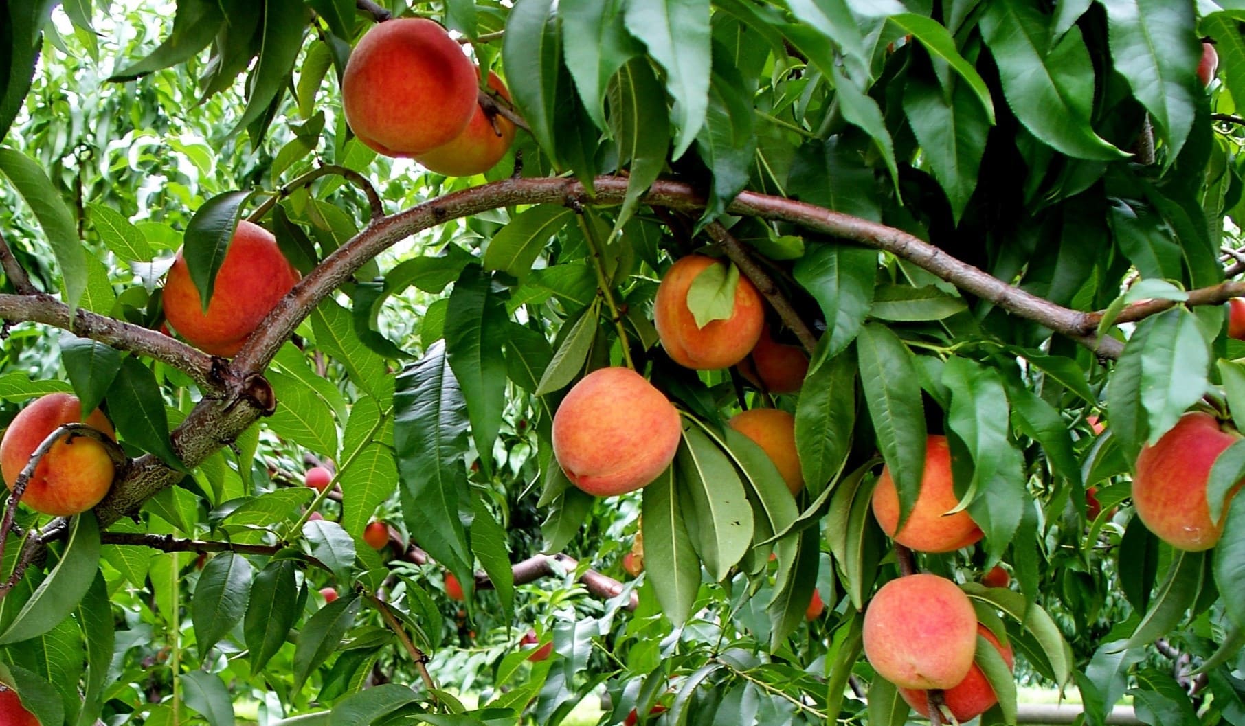 Персиковые сады в Дагестане для туристов