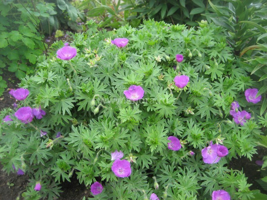 Герань New Hampshire Purple 1 шт.
