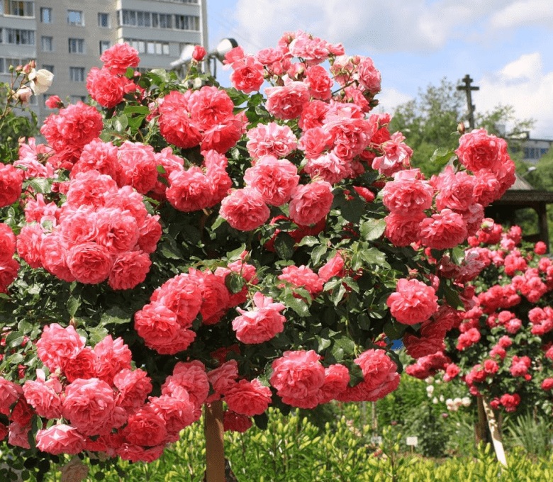 Купить саженцы роз в интернет-магазине "Цветория" с доставкой по всей России.