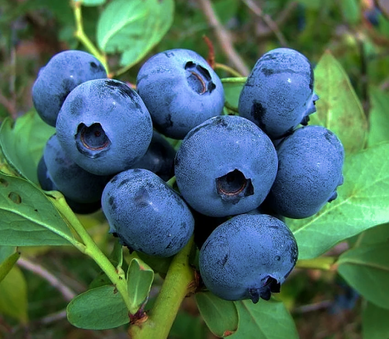 Голубика Спартан