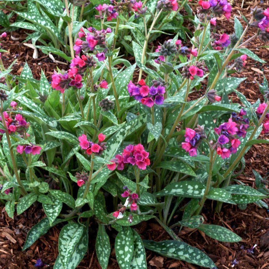 Медуница (Pulmonaria)