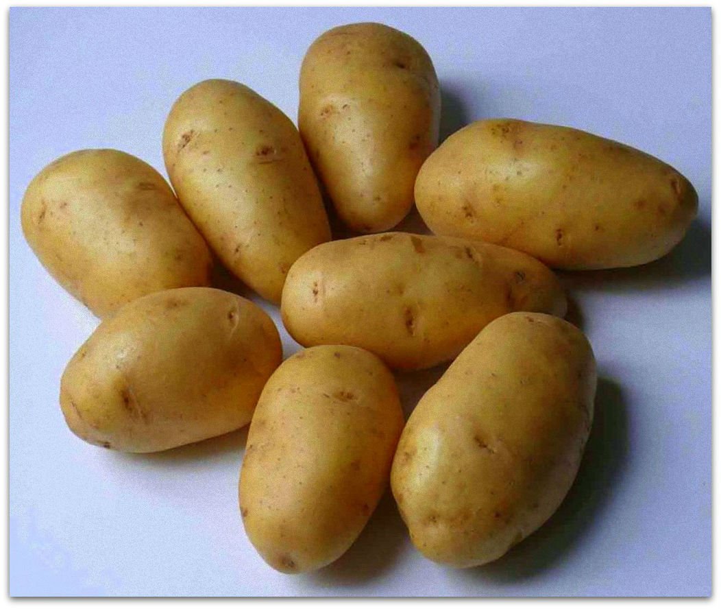 сорт картофеля киранда фото
