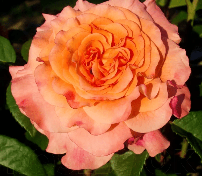Роза вирсавия фото и описание