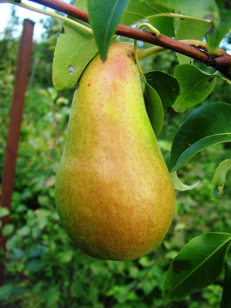 Груша Амфора