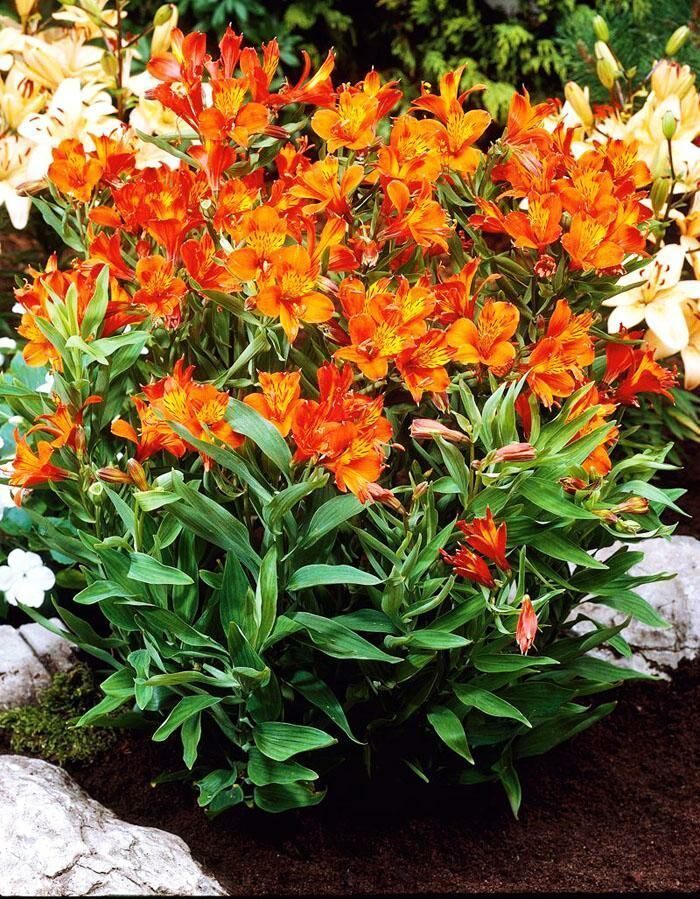 Альстромерия Orange King 1 шт. – купить в питомнике по цене 250 ₽ с ...