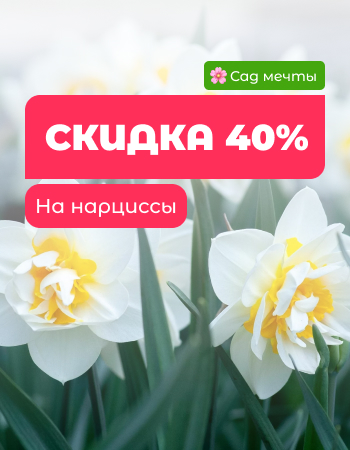 Нарцисс со скидкой 40%