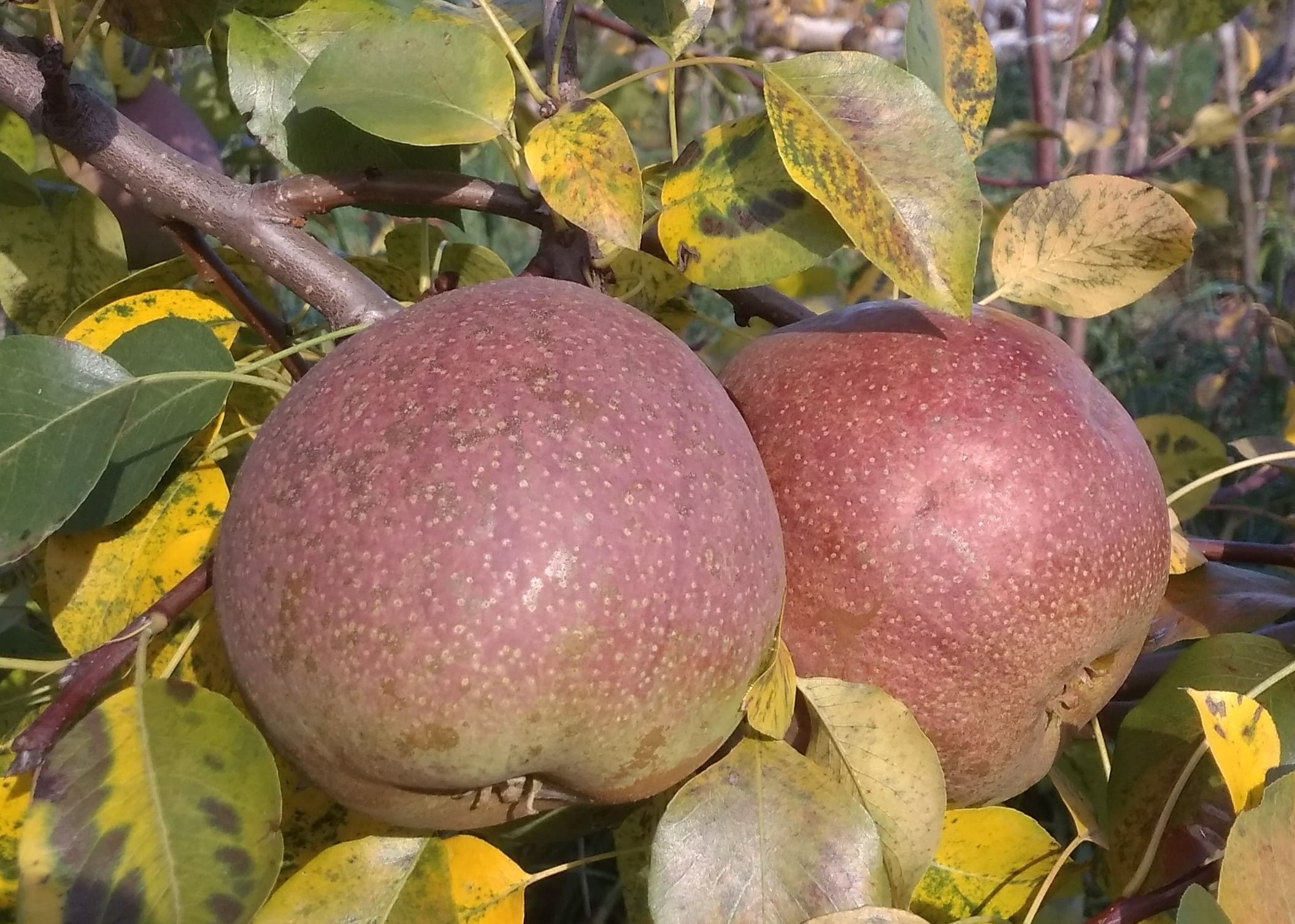 Груша Бере Русская