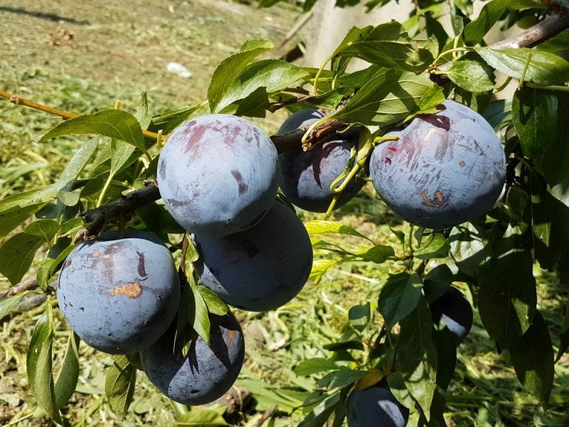 Слива Гигант