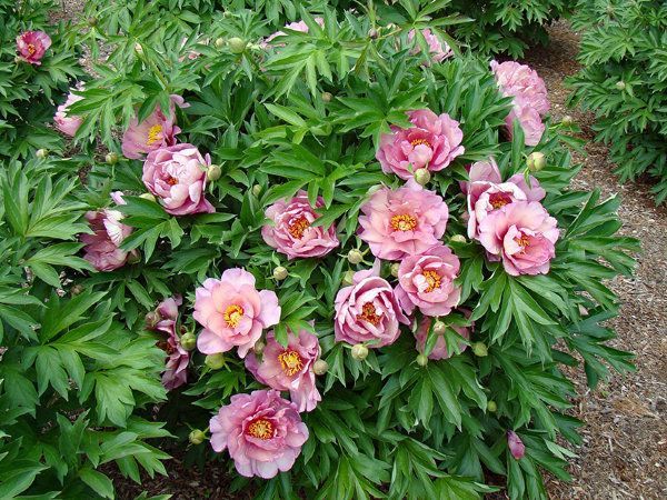 Пион Pink Double Dandy 1 шт.