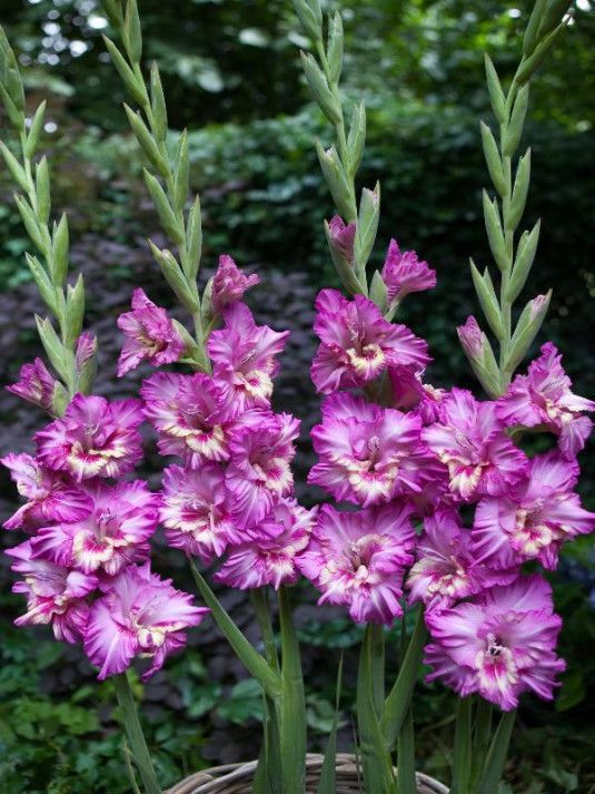 Гладиолус Вувузела Фриззл 1 шт. – купить в питомнике по цене 658 ₽ с ...