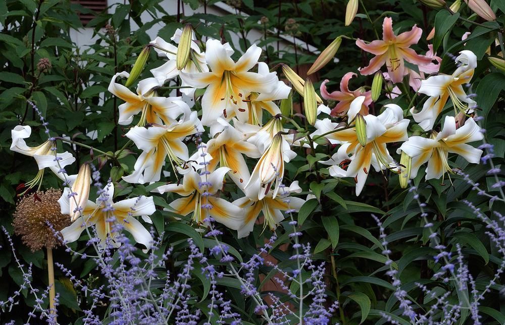 Қынаптағы әдемі пенис