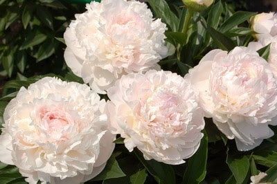 Пион Myrtle Gentry 1 шт.