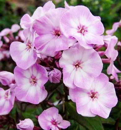 Флокс Pink Lady (amplifolia) 1 шт.