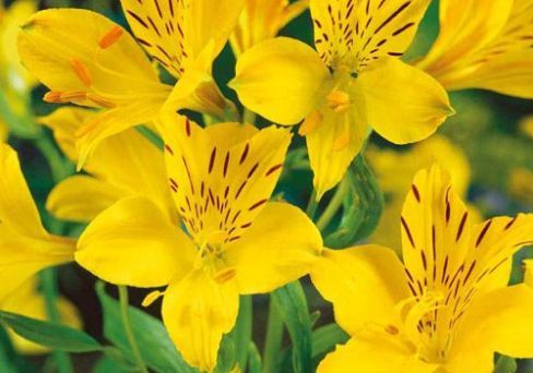 Альстромерия Lutea 1 шт. – купить в питомнике по цене 238 ₽ с доставкой ...