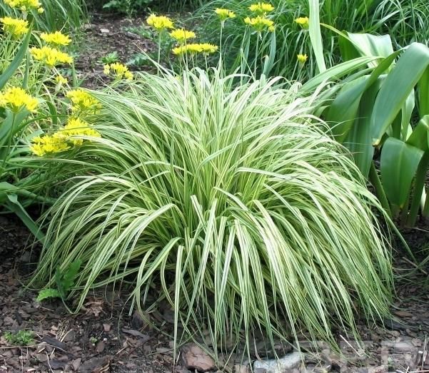 Молиния Variegata