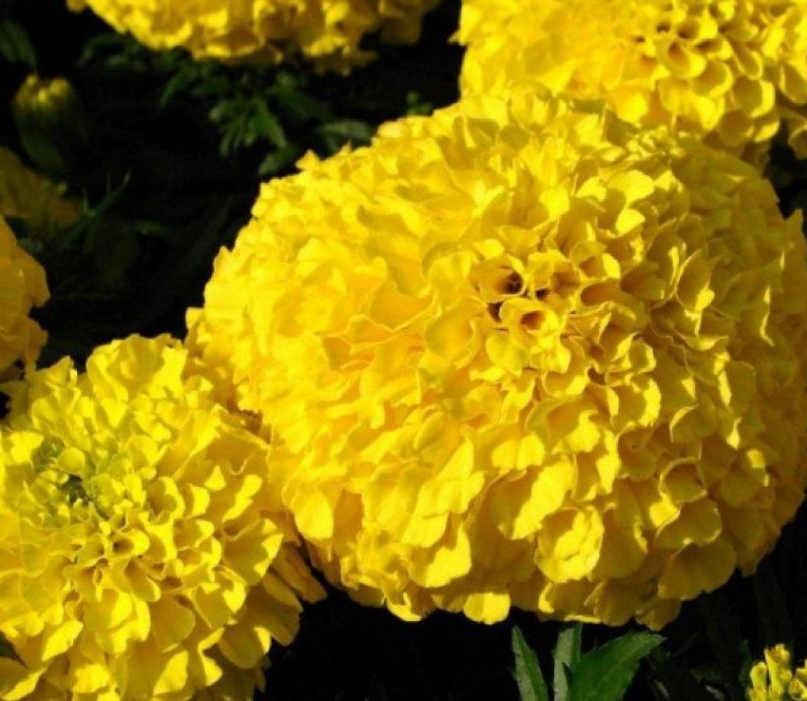 Бархатцы Дискавери F1, смесь окрасок – купить в питомнике по цене 102 ...