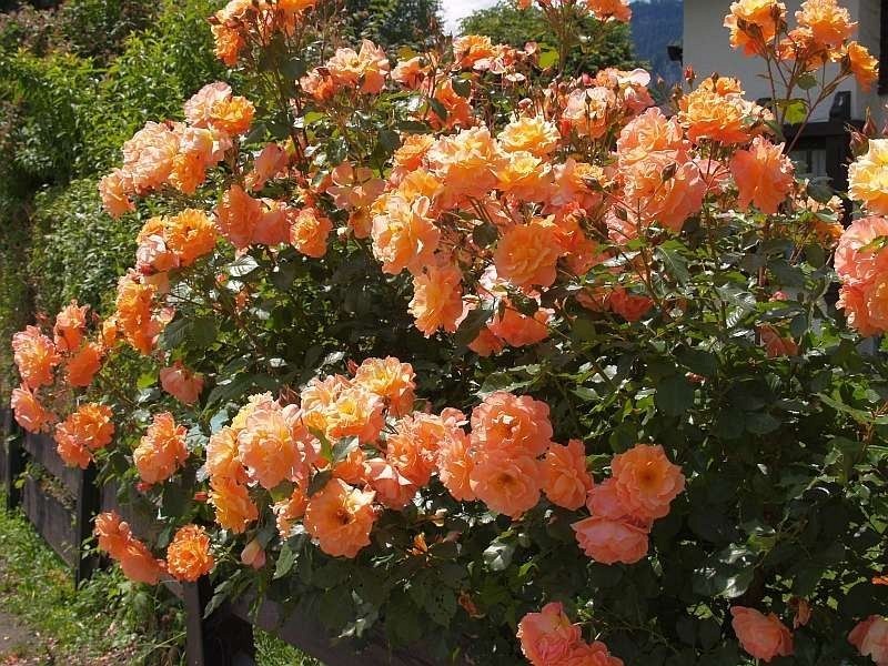 Вестерленд роза плетистая фото и описание