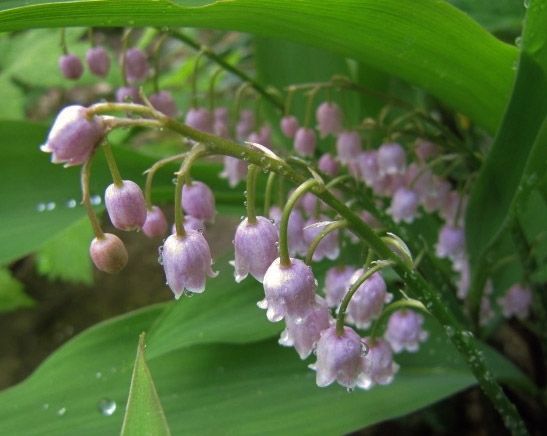 Ландыш Rosea 1 шт.