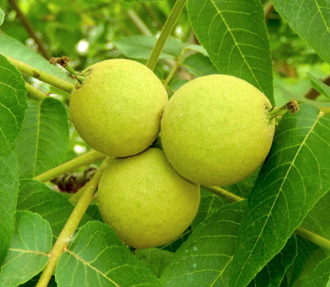 Орех грецкий Черный