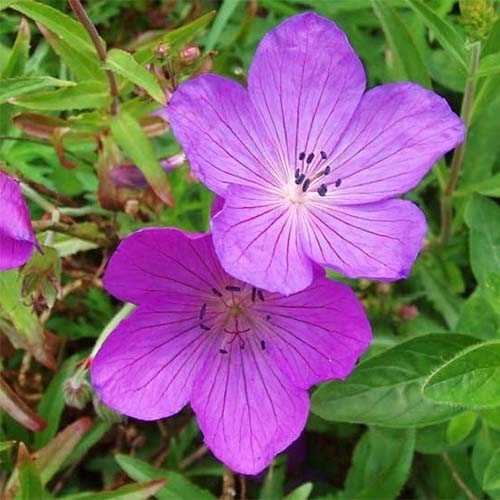 Герань Kashmir Purple 1 шт.