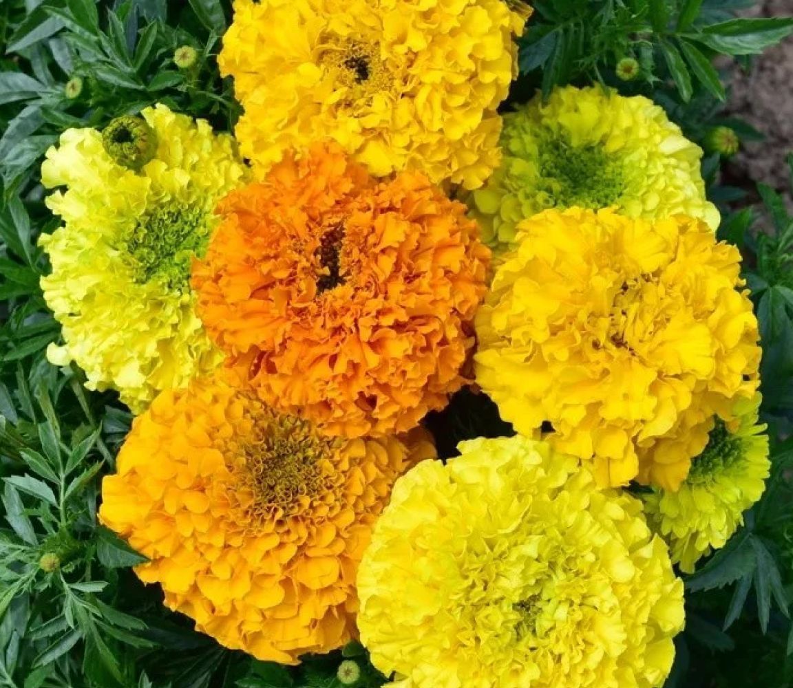 Бархатцы Каландо, смесь окрасок – купить в питомнике по цене 59 ₽ с ...