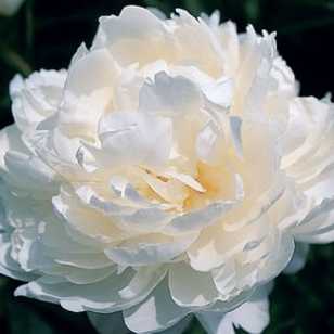 Пион White Ivory 1 шт.