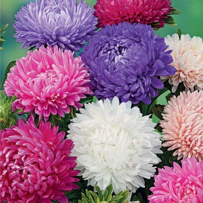 Астра Пионовидная, смесь окрасок – купить в питомнике по цене 84 ₽ с ...