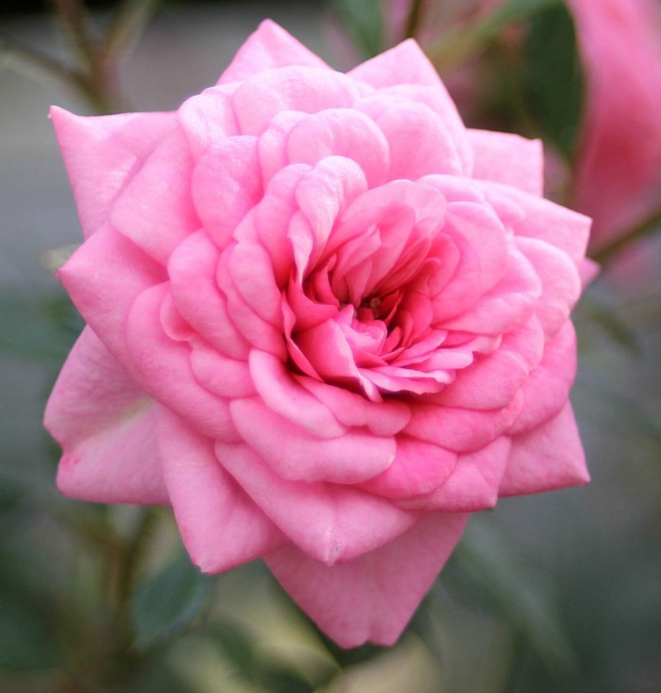 Роза спрей браун шугар фото и описание