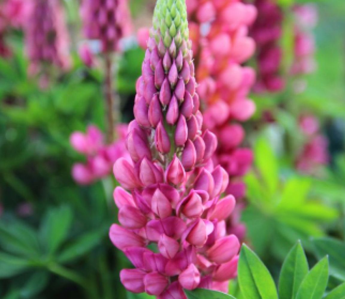 Люпин Аврора, семена – купить в питомнике по цене 62 ₽ с доставкой по ...