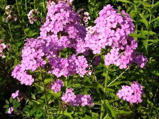 Флокс Hesperis 1 шт.