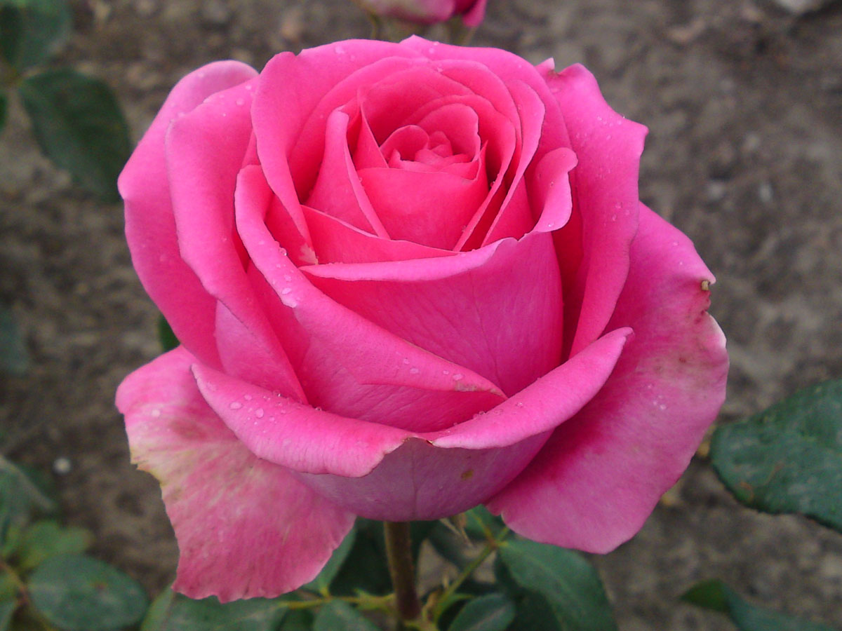 Роза чайно-гибридная ШОК Версилия