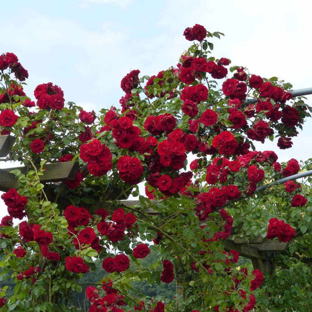 плетистая роза амадеус фото