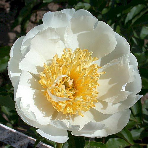 Пион Lotus Queen 1 шт.