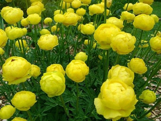 Купальница Lemon Queen 1 шт. – купить в питомнике по цене 434 ₽ с ...