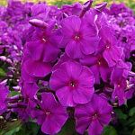 Флокс Purple Paradise 1 шт.