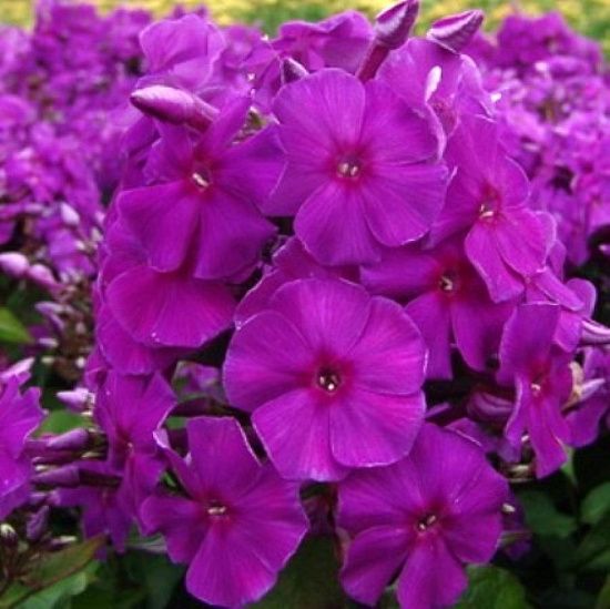 Флокс Purple Paradise 1 шт.