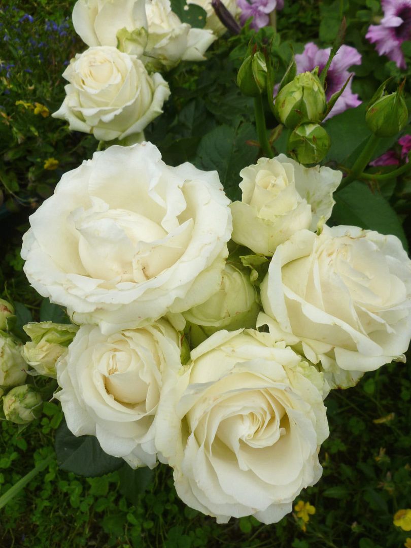 Белая роза Avalanche / Аваланч