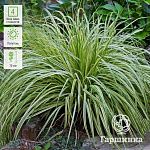 Молиния Variegata
