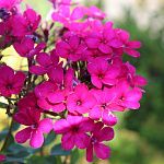 Флокс Cerise ® PBR 1 шт.