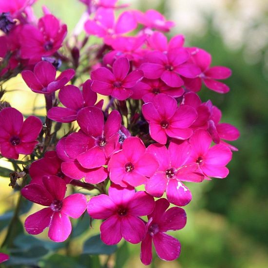 Флокс Cerise ® PBR 1 шт.