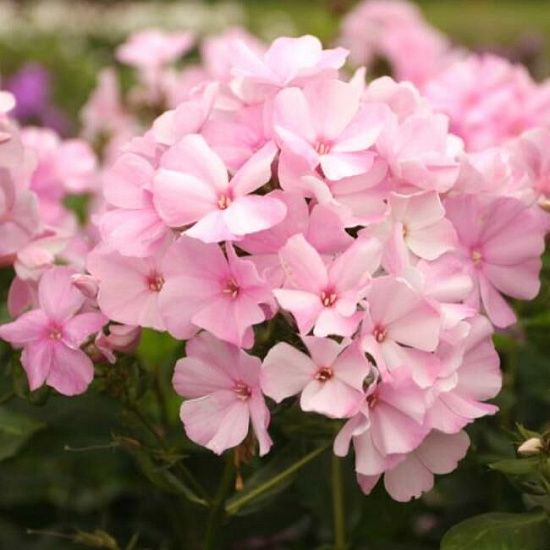 Флокс Pinky Hill 1 шт.